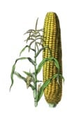 Rare Mayan Maize Corn